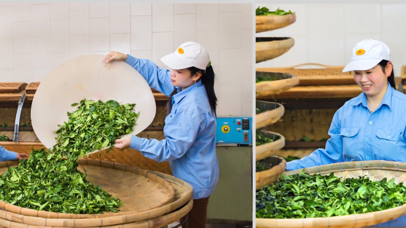 KỸ THUẬT CƠ BẢN SẢN XUẤT TRÀ Ô LONG - P.4 KỸ THUẬT CƠ BẢN SẢN XUẤT TRÀ Ô LONG - P.4